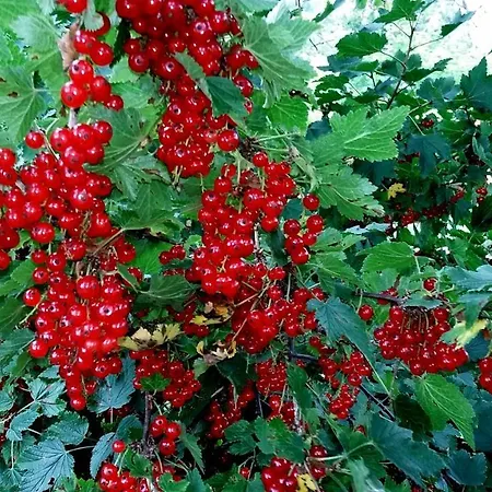 Pie Anninas Kır Evi *
